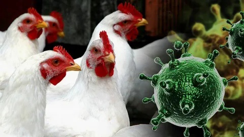 Высокопатогенный грипп птиц подтипа H5N1.